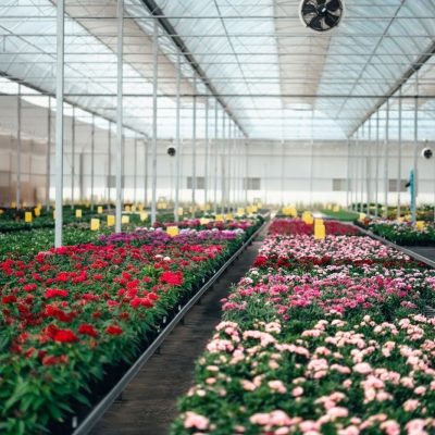 Nursery Management